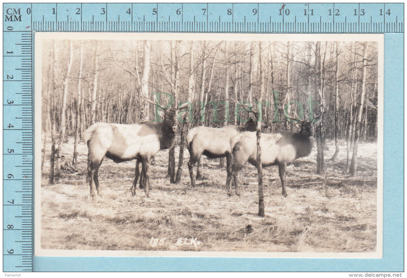 Elk, Wapiti - Real Photo  Vancouver Canada, 1952 - Autres & Non Classés