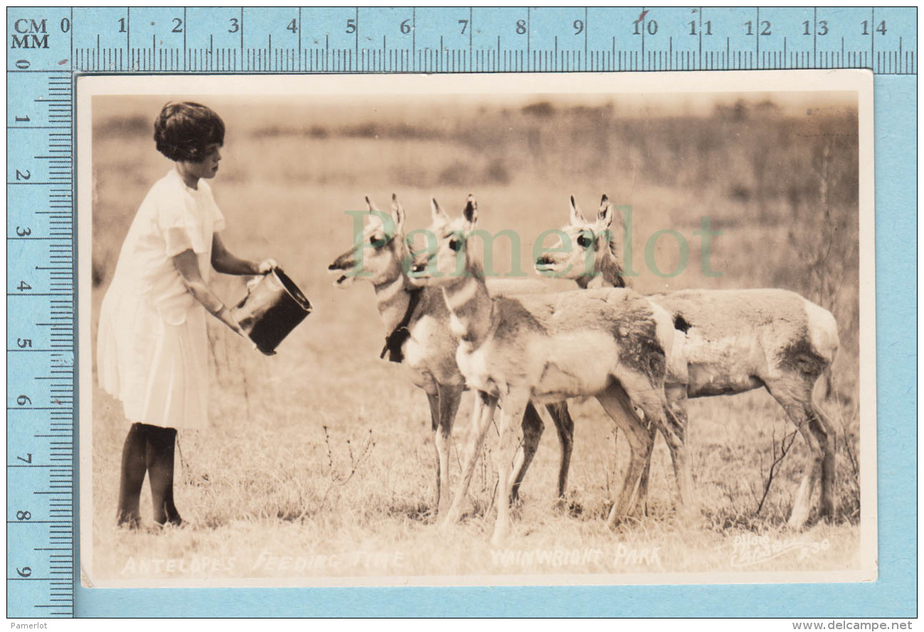 Antelopes, Antilopes  - Real Photo, AZO Paper, Feeding Time At Wainwright Park, Alberta Canada Cir: 1926-1940 - Autres & Non Classés