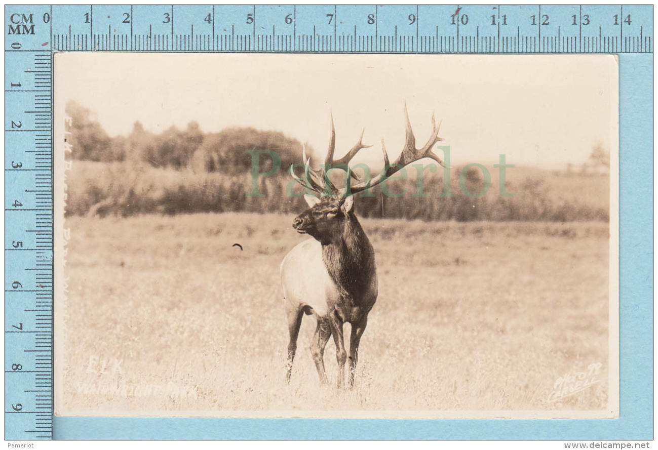 Elk, Wapiti - Real Photo On AZO Paper Wainwright Park , Alberta  Canada, Cir: 1926-1940 - Autres & Non Classés