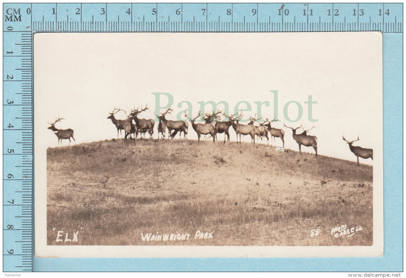 Elk, Wapiti - Real Photo On AZO Paper Wainwright Park , Alberta  Canada, Cir: 1926-1940 - Autres & Non Classés