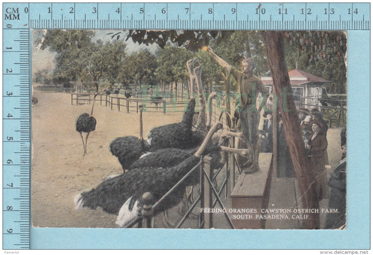 Autruche, Ostrich - CPA Feeding Oranges Cawston Ostrich Farm At South Pasadena California - Oiseaux