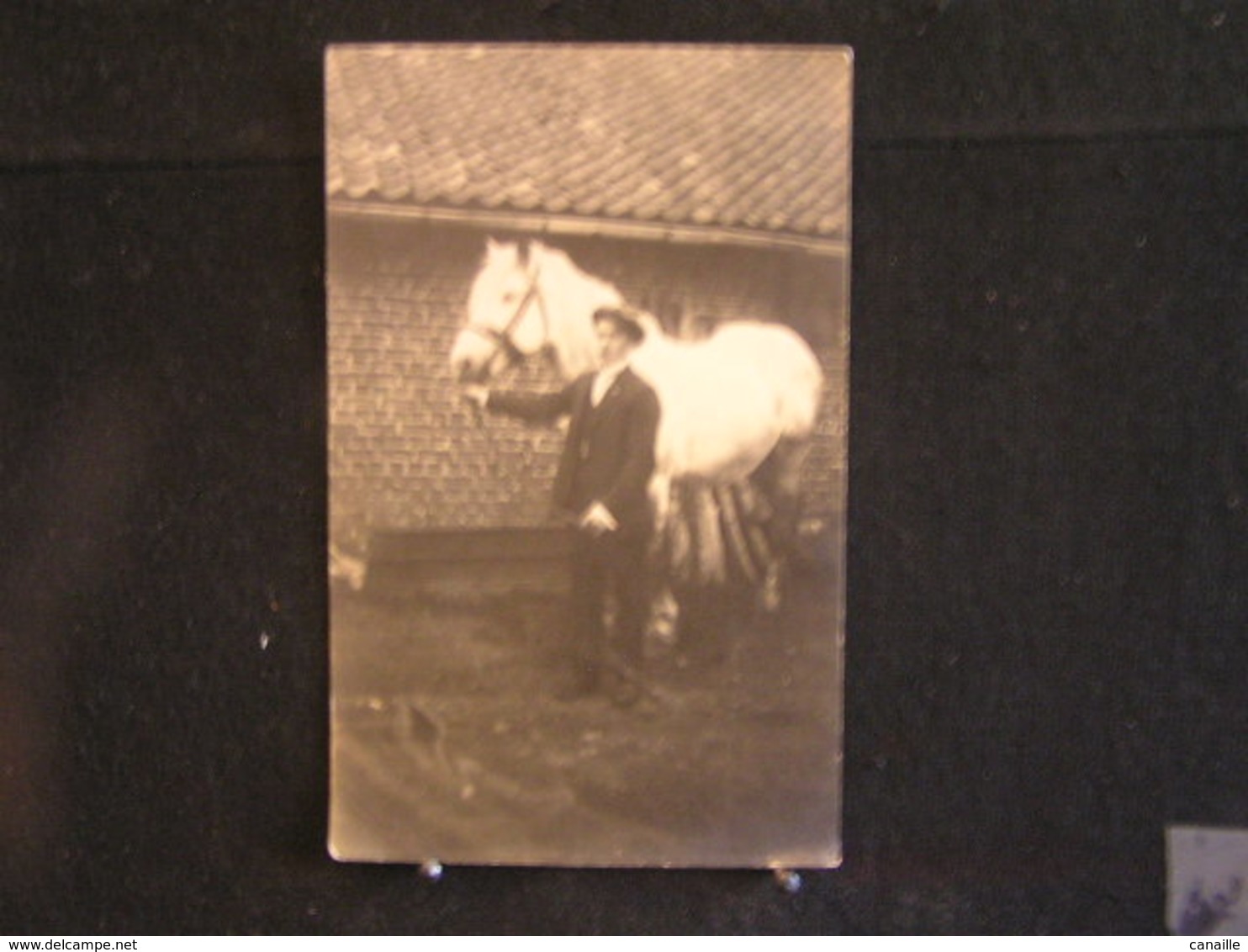 W-214-Bis / Carte - Photo - Présentation D'un Superbe Cheval Blanc / Photographie L. Vaessen à Henri-Chapelle - Welkenraedt