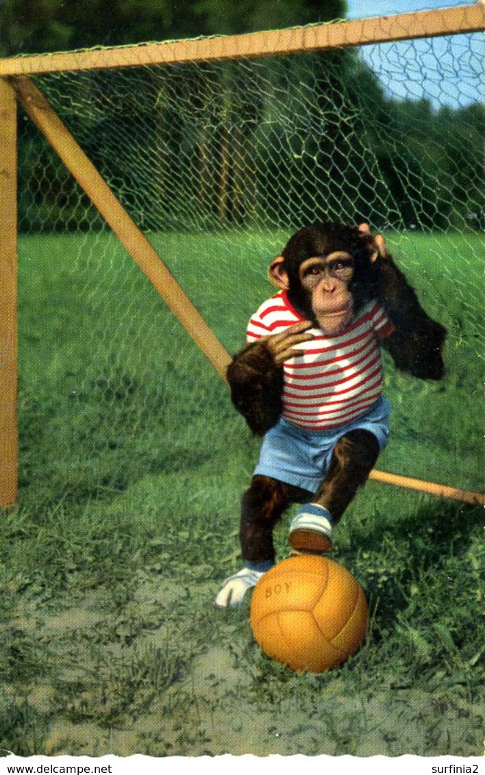 ANTHROPOMORPHIC MONKEY - AS A GOALKEEPER - Monkeys