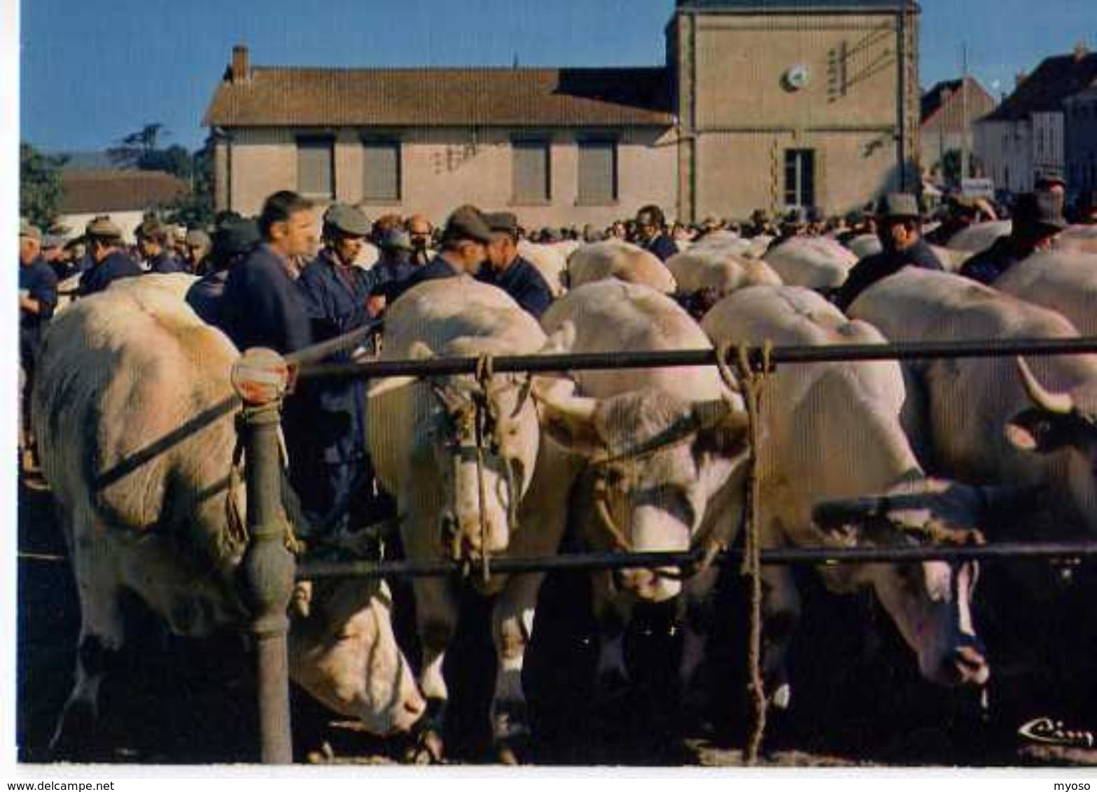 71 ST CHRISTOPHE EN BRIONNAIS La Celebre Foire Aux Bestiaux, Vaches - Autres & Non Classés