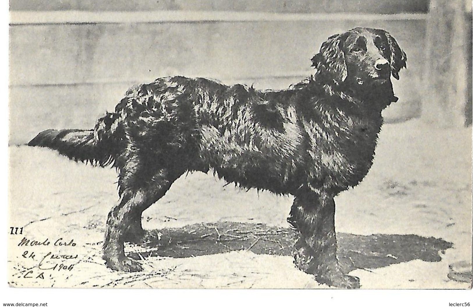 JOLI CHIEN NOIR 1904 CPA 2 SCANS - Perros