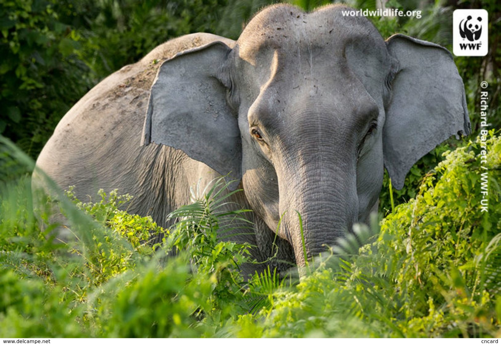 T87-004 ] Elephants WWF W. W. F. Endangered Species , China Pre-stamped Card,postal Stationery - Other & Unclassified