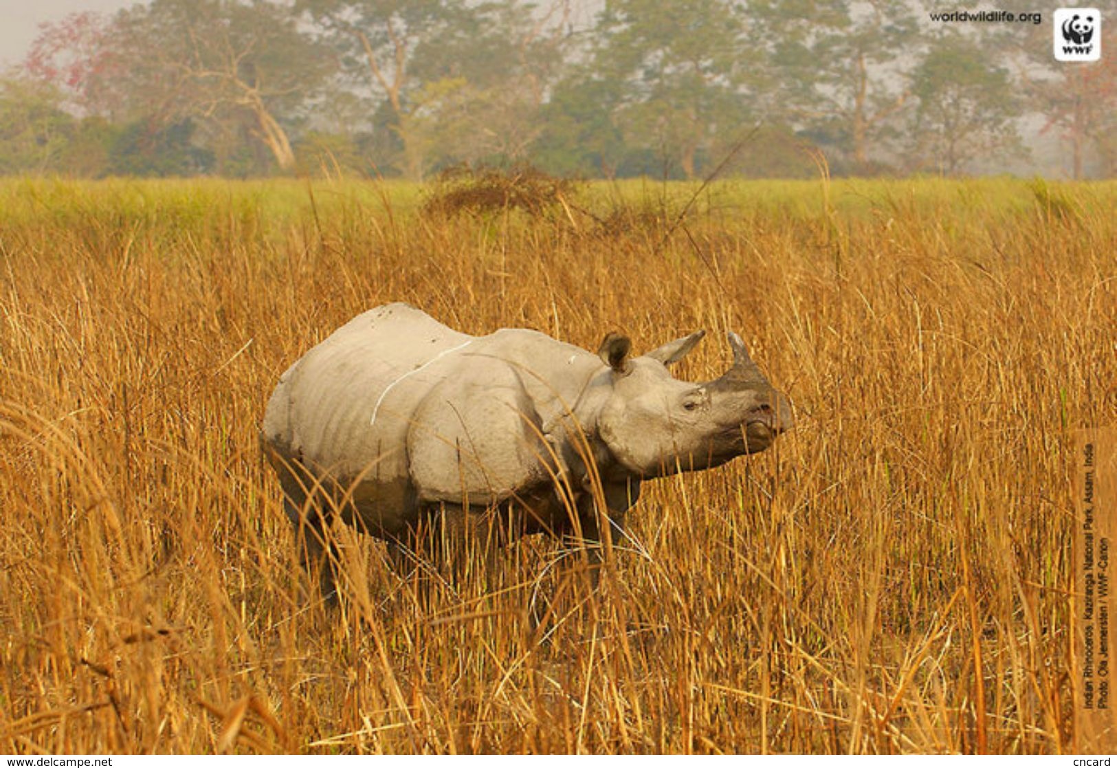 T87-010  ] Rhinoceros  WWF W. W. F. Endangered Species , China Pre-stamped Card,postal Stationery - Other & Unclassified