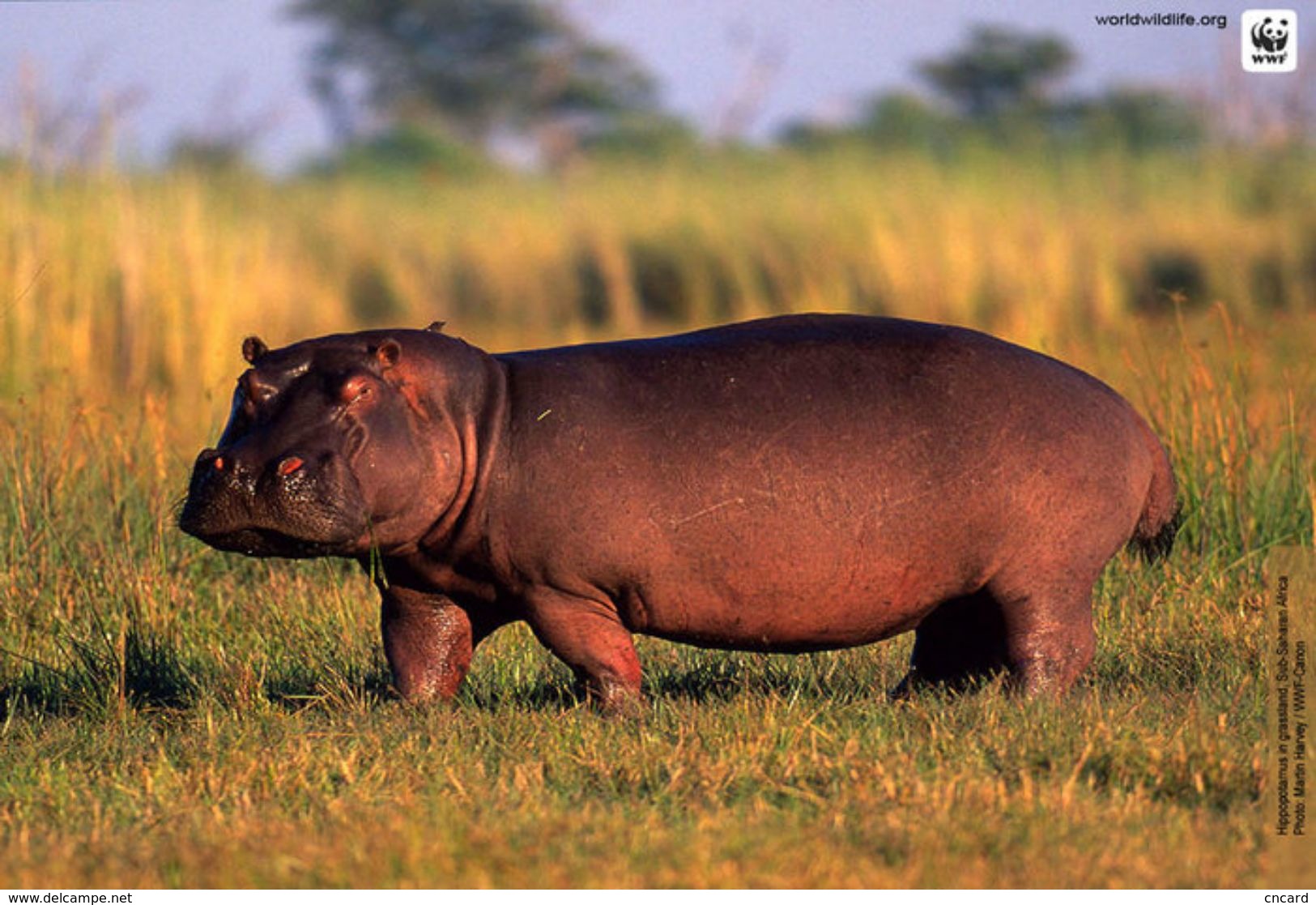 T87-015  ] Rhinoceros  WWF W. W. F. Endangered Species , China Pre-stamped Card,postal Stationery - Other & Unclassified