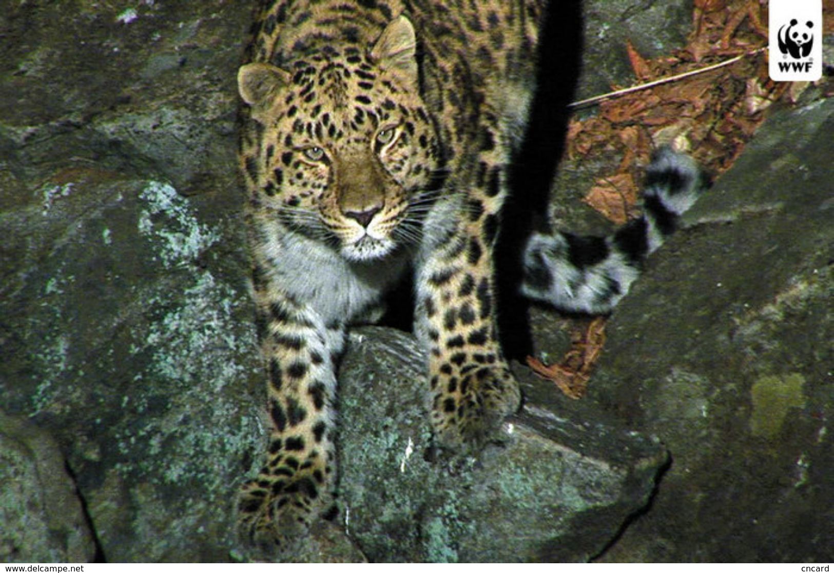 T87-019  ] Leopard  WWF W. W. F. Endangered Species , China Pre-stamped Card,postal Stationery - Other & Unclassified