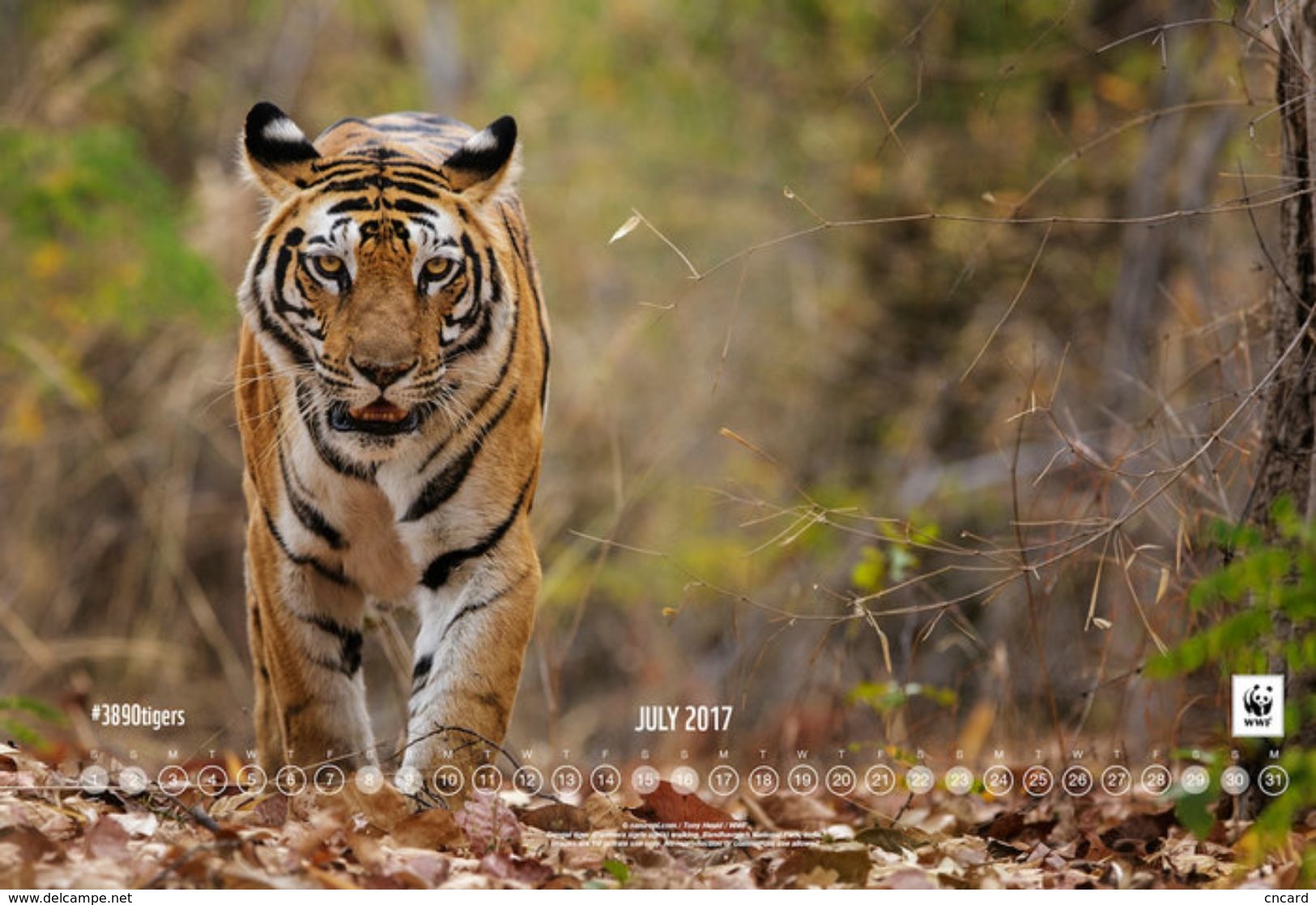 T87-021  ] Tiger   WWF W. W. F. Endangered Species , China Pre-stamped Card,postal Stationery - Other & Unclassified