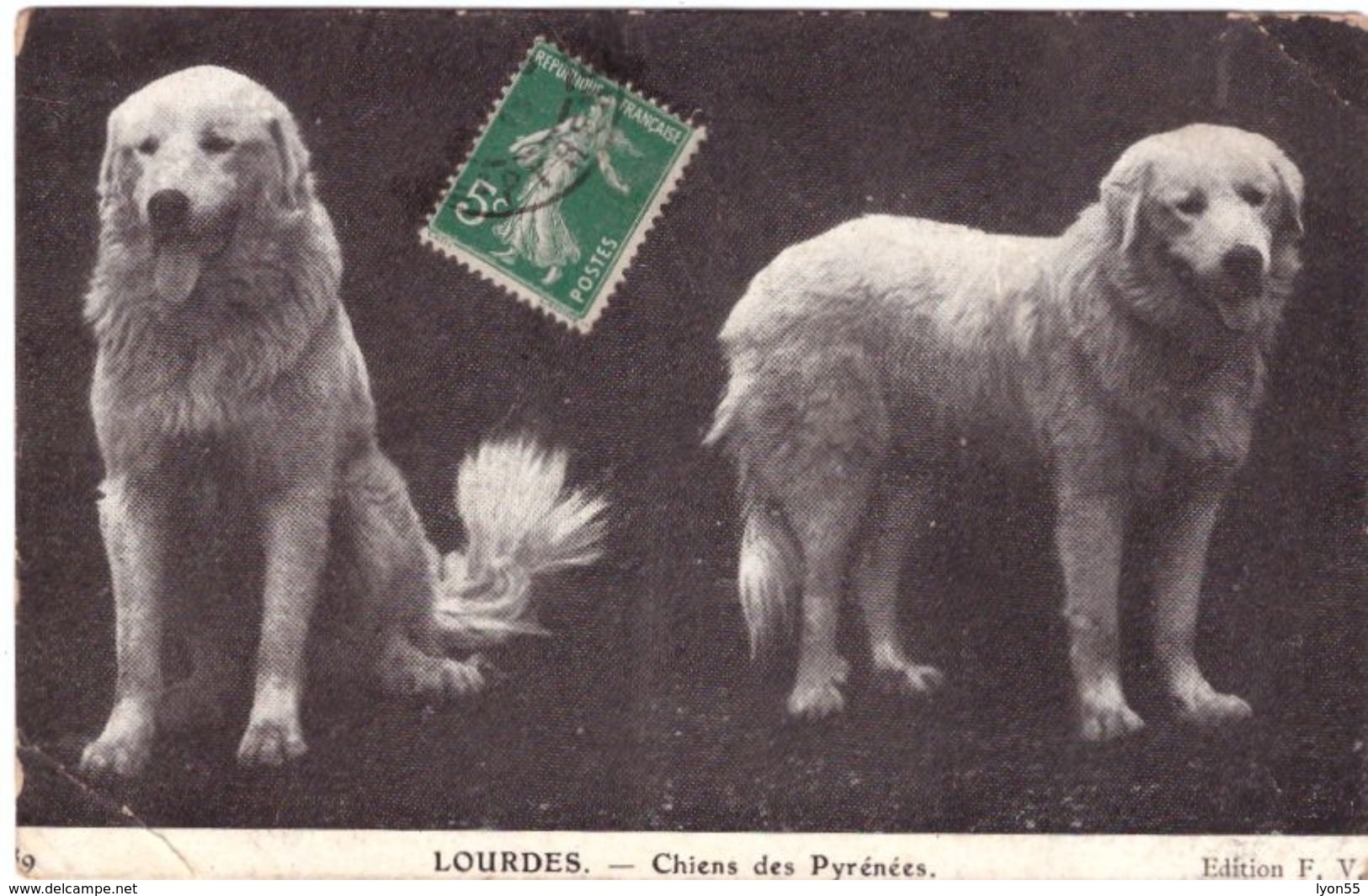 Lourdes Chien Des Pyrénées - Chiens