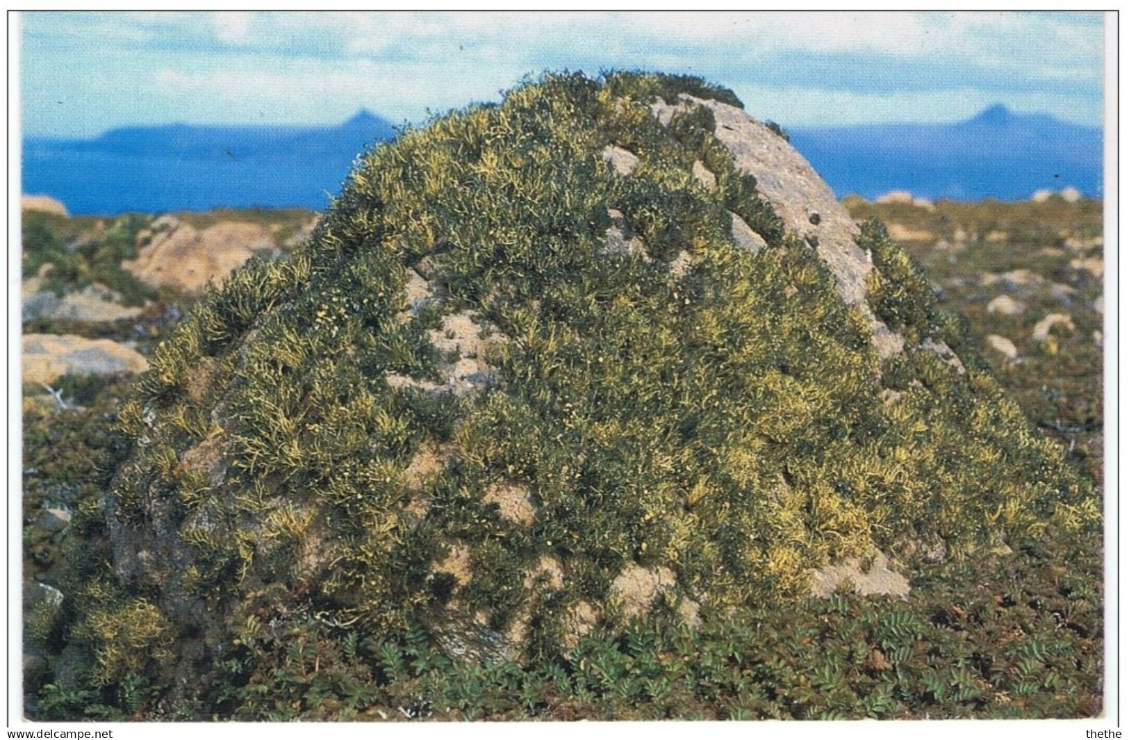 Terres  Australes Et Antarctiques Françaises - (TAAF)- Neuropogon - TAAF : French Southern And Antarctic Lands