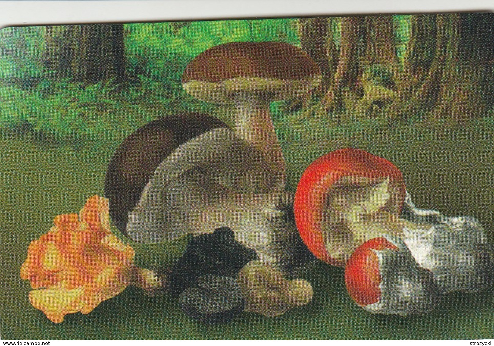 San Marino - Mushrooms - Funghi - Saint-Marin