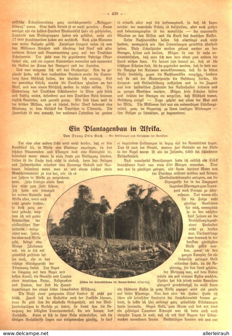 Ein Plantagenbau In Afrika / Artikel, Entnommen Aus Zeitschrift / 1910 - Colis