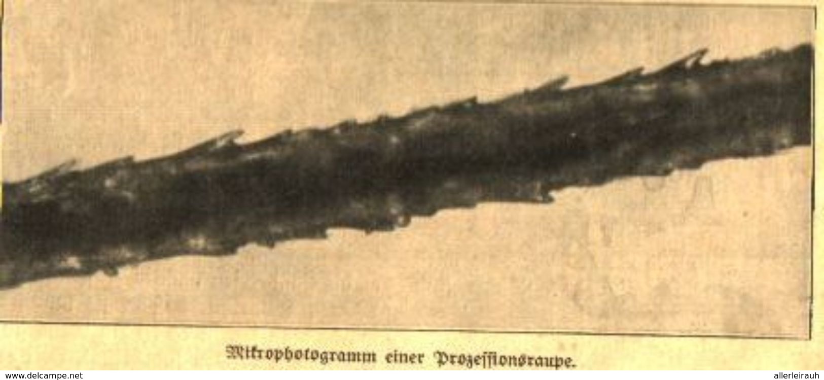 Mikrophotrogramm Einer Prozessionsraupe / Druck, Entnommen Aus Zeitschrift / 1910 - Paketten