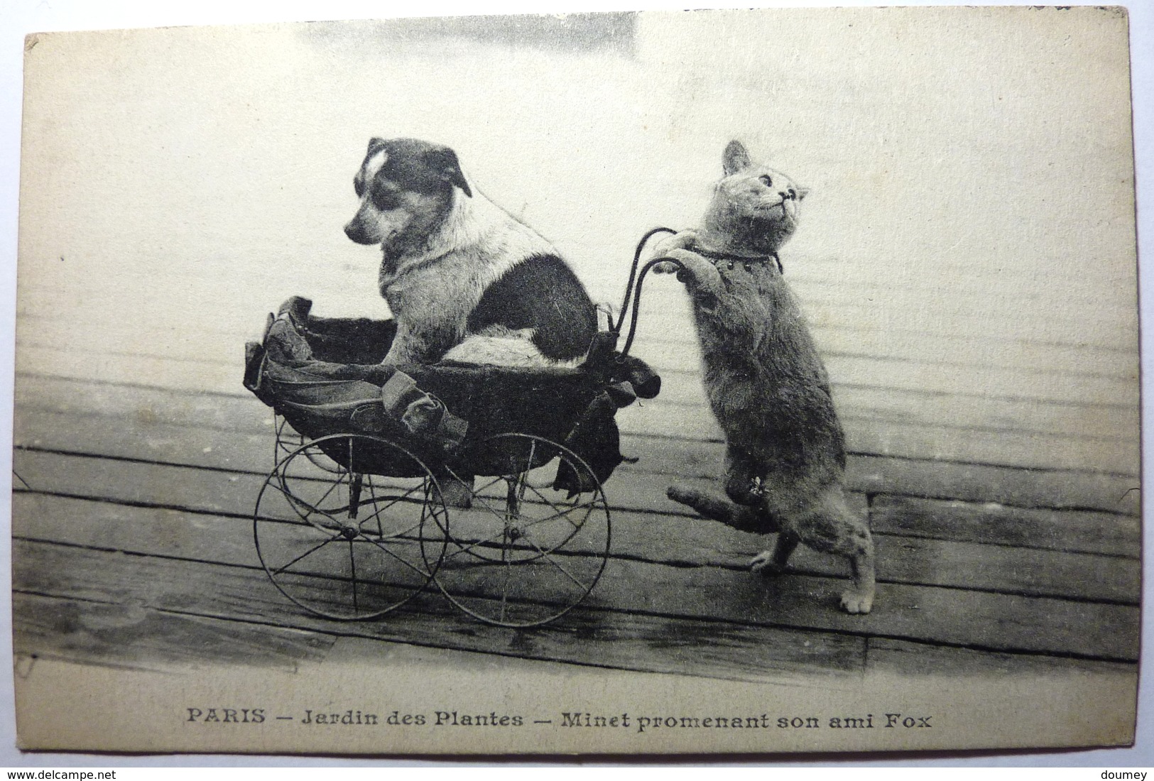 MINET PROMENANT SON AMI FOX - JARDIN DES PLANTES - PARIS - Parcs, Jardins