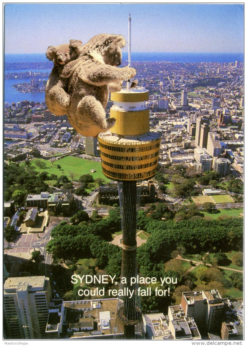 AUSTRALIA  SYDNEY  Aerial View  Koalas On The Tower  Sidney, A Place You Could Really Fall For! - Sydney