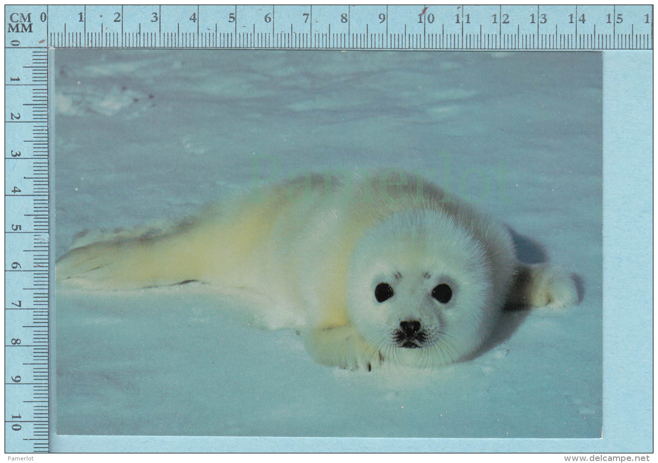 Jeune Phoque Sur Banquise, Seal Pup On Ice Floe, " Blanchon" Loup Marin Canada - Autres & Non Classés