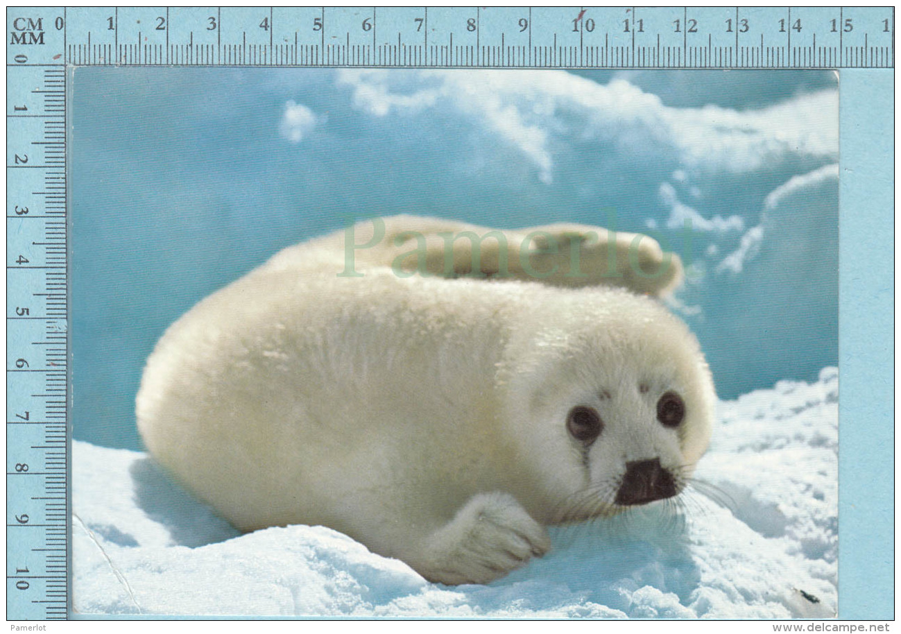 Jeune Phoque Sur Banquise, Seal Pup On Ice Floe, " Blanchon" Loup Marin Canada - Autres & Non Classés