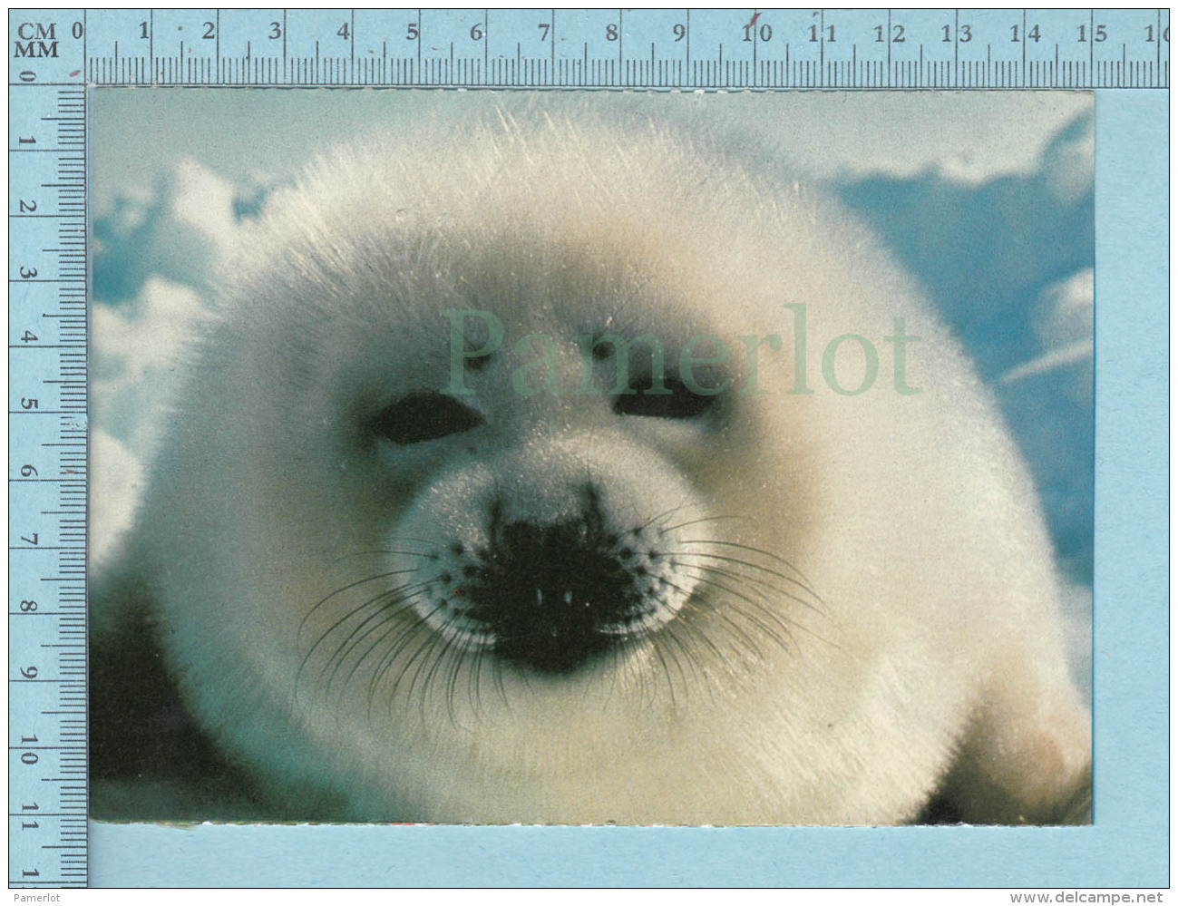 Jeune Phoque Sur Banquise, Seal Pup On Ice Floe, " Blanchon" Loup Marin Canada - Autres & Non Classés