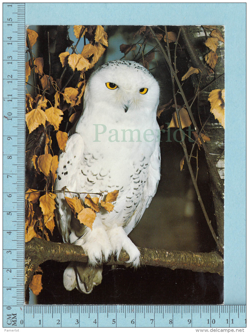 Snowy Owl, Harfand Des Neiges -  Chouette Harfand, Hibou - Oiseaux