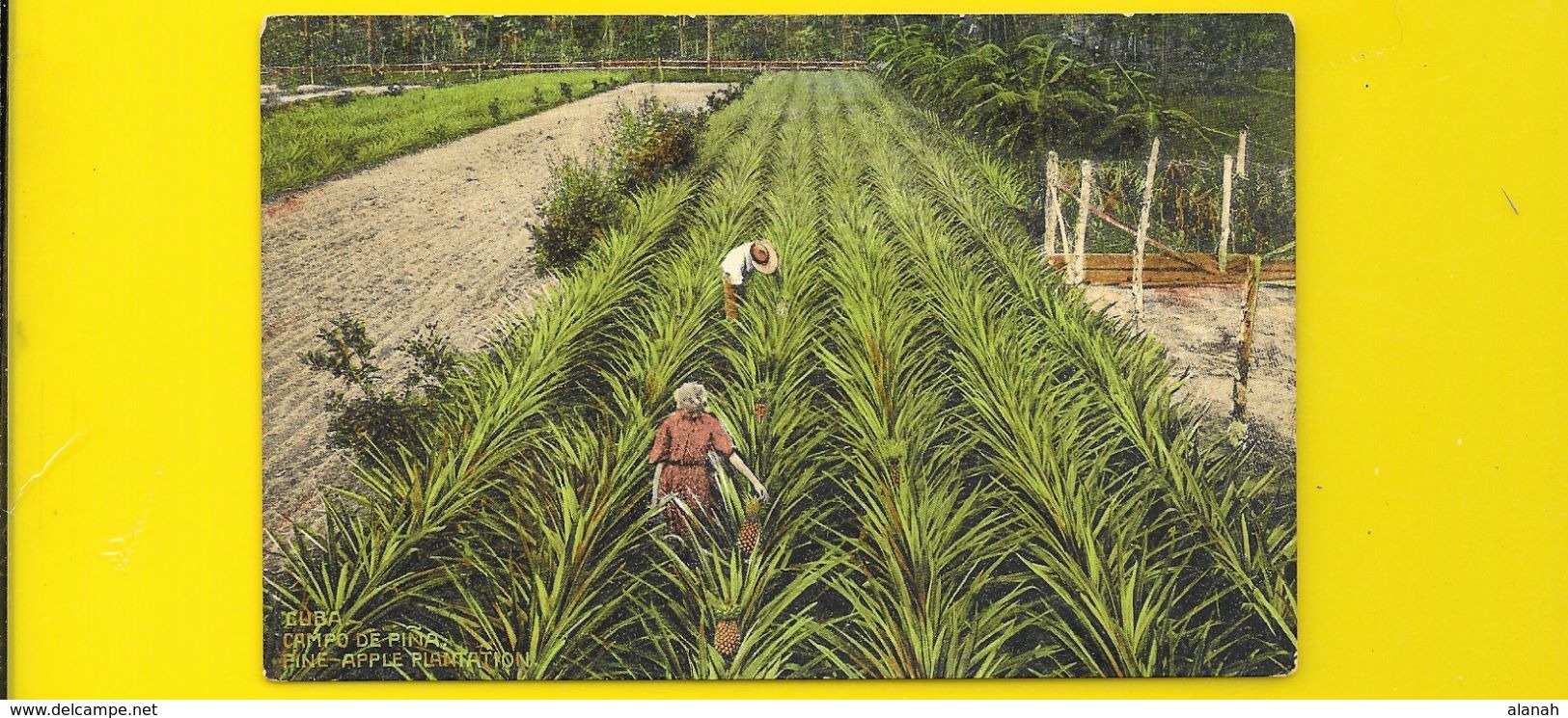 HABANA Campo De Pina Fine Apple Plantation (N° 39) Cuba - Cuba