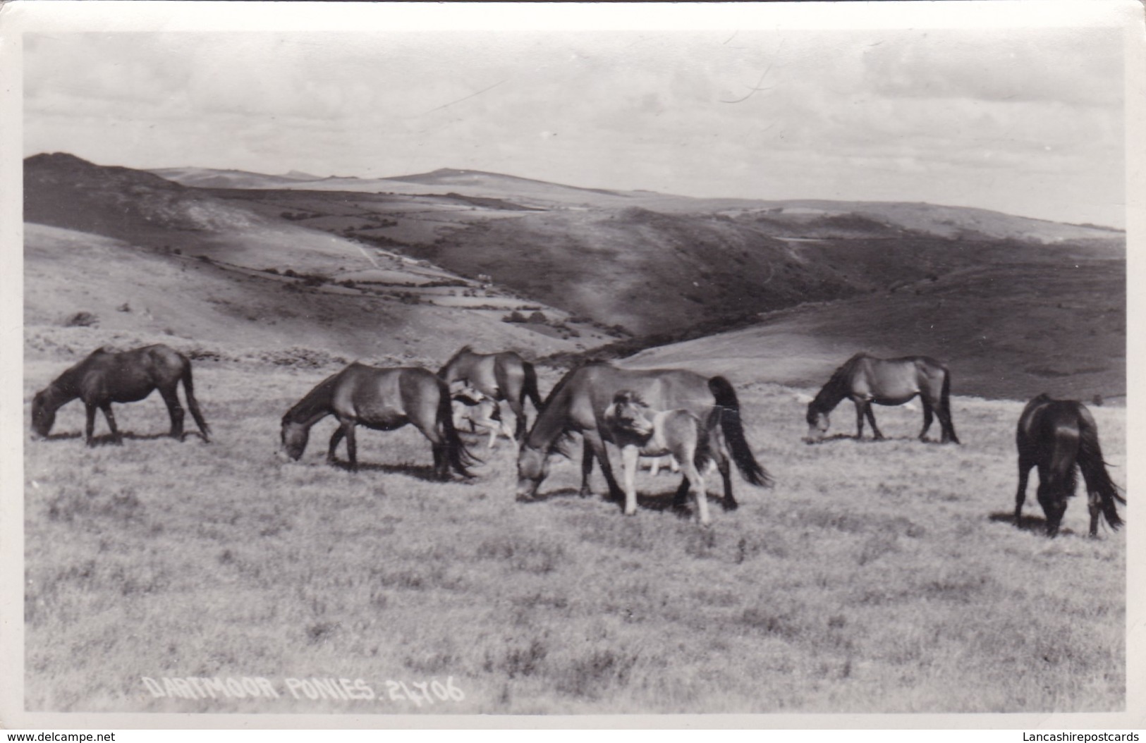 Postcard Dartmoor Ponies By Chapman My Ref  B11886 - Chevaux