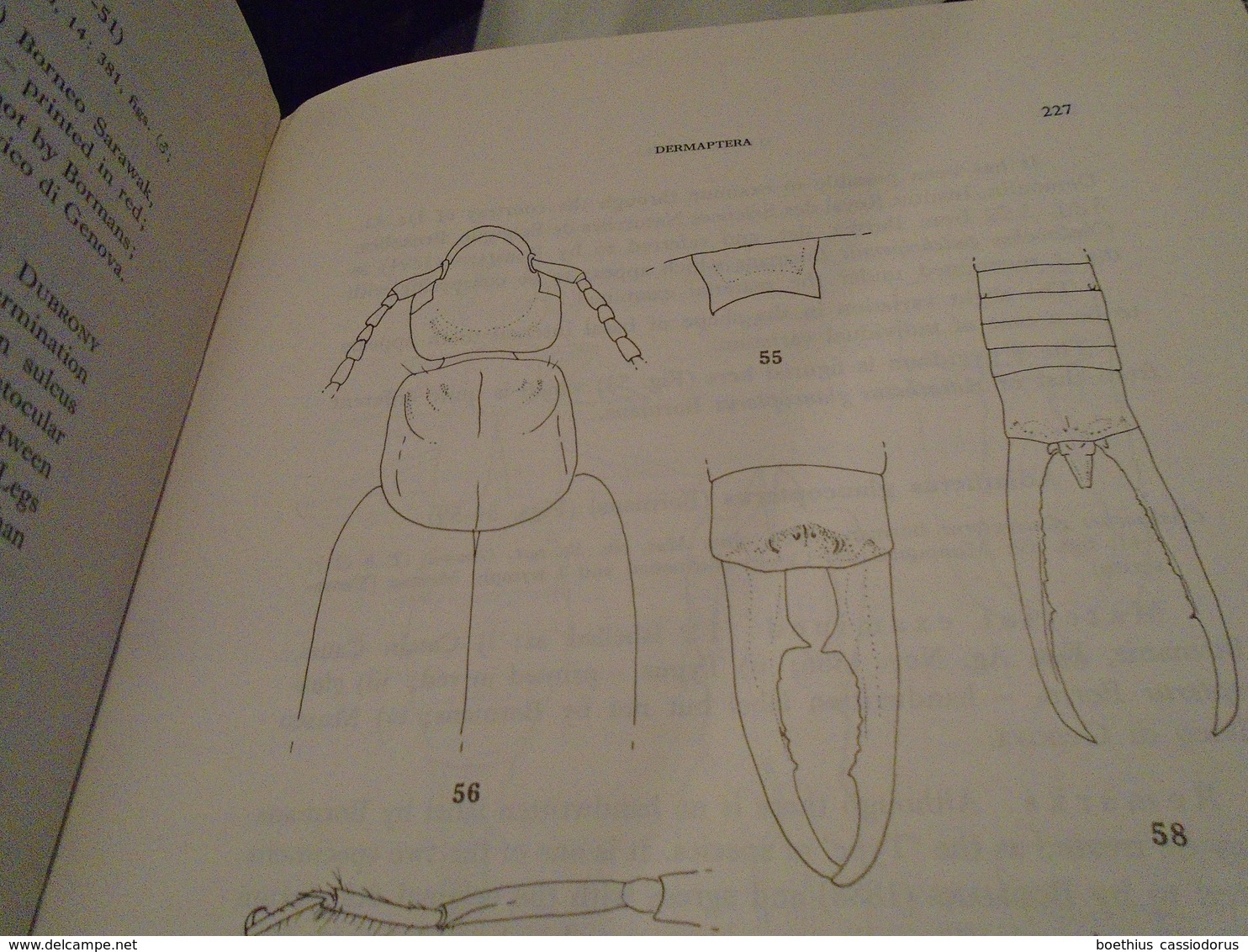 STUDIES ON BORMANS'S (= DUBRONY) SOME MATERIAL OF DERMAPTERA (INSECTA)  1985  G. K. SRIVASTAVA / Dermaptères - Scienze Biologiche