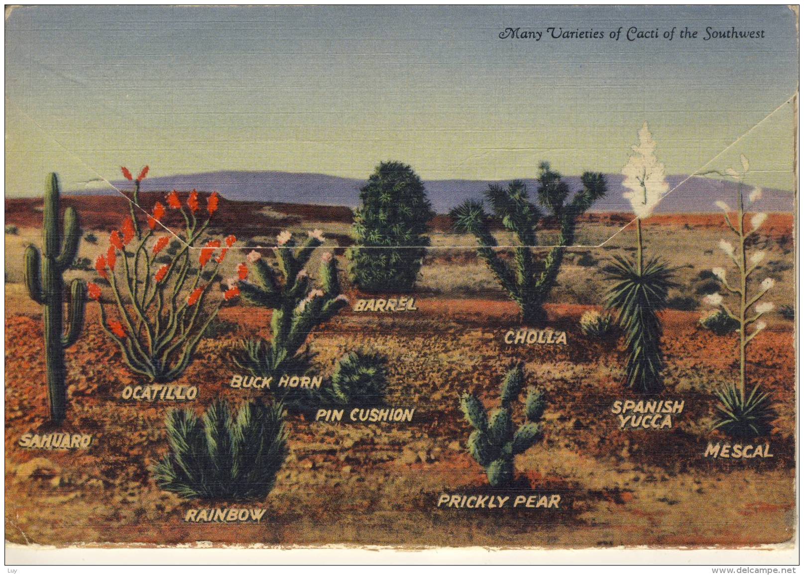 CACTUS  CACTI OF SOUTHWESTERN DESERT NEW MEXICO ARIZONA TEXAS  SOUVENIER FOLDER WITH 18 PICS - Cactus