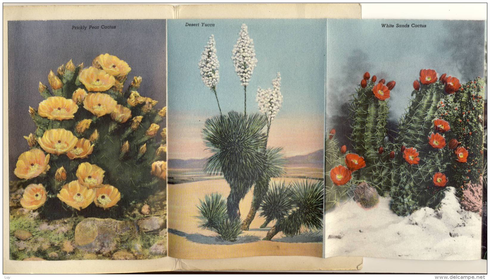 CACTUS  CACTI OF SOUTHWESTERN DESERT NEW MEXICO ARIZONA TEXAS  SOUVENIER FOLDER WITH 18 PICS - Cactus