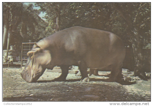 69460- HIPPOPOTAMUS, MAMMALS - Hippopotames