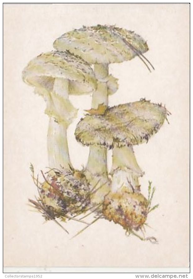 69484- MUSHROOMS - Mushrooms