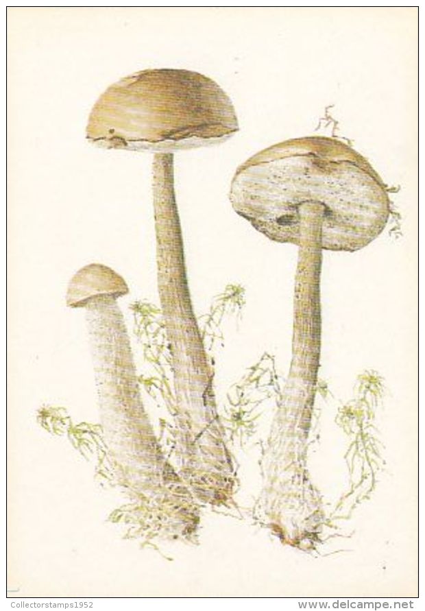 69487- MUSHROOMS - Mushrooms