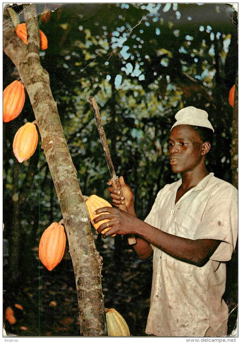 COCOA PODS     TIMBRE   CACHET - Ghana - Gold Coast