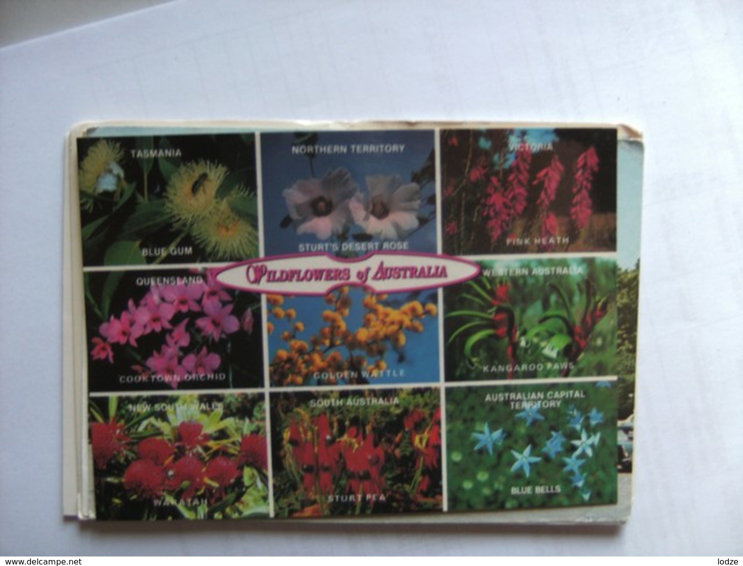 Australië Australia The Wild Flowers Of The Country - Andere & Zonder Classificatie