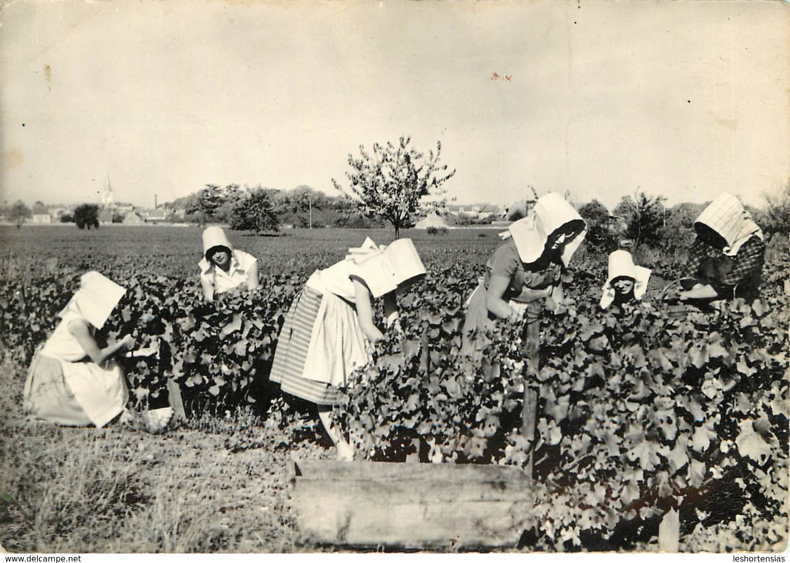 LES VENDANGES EN BOURGOGNE - Vigne