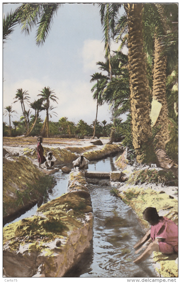 Algérie - Oasis - Eau - Ouargla - Ouargla