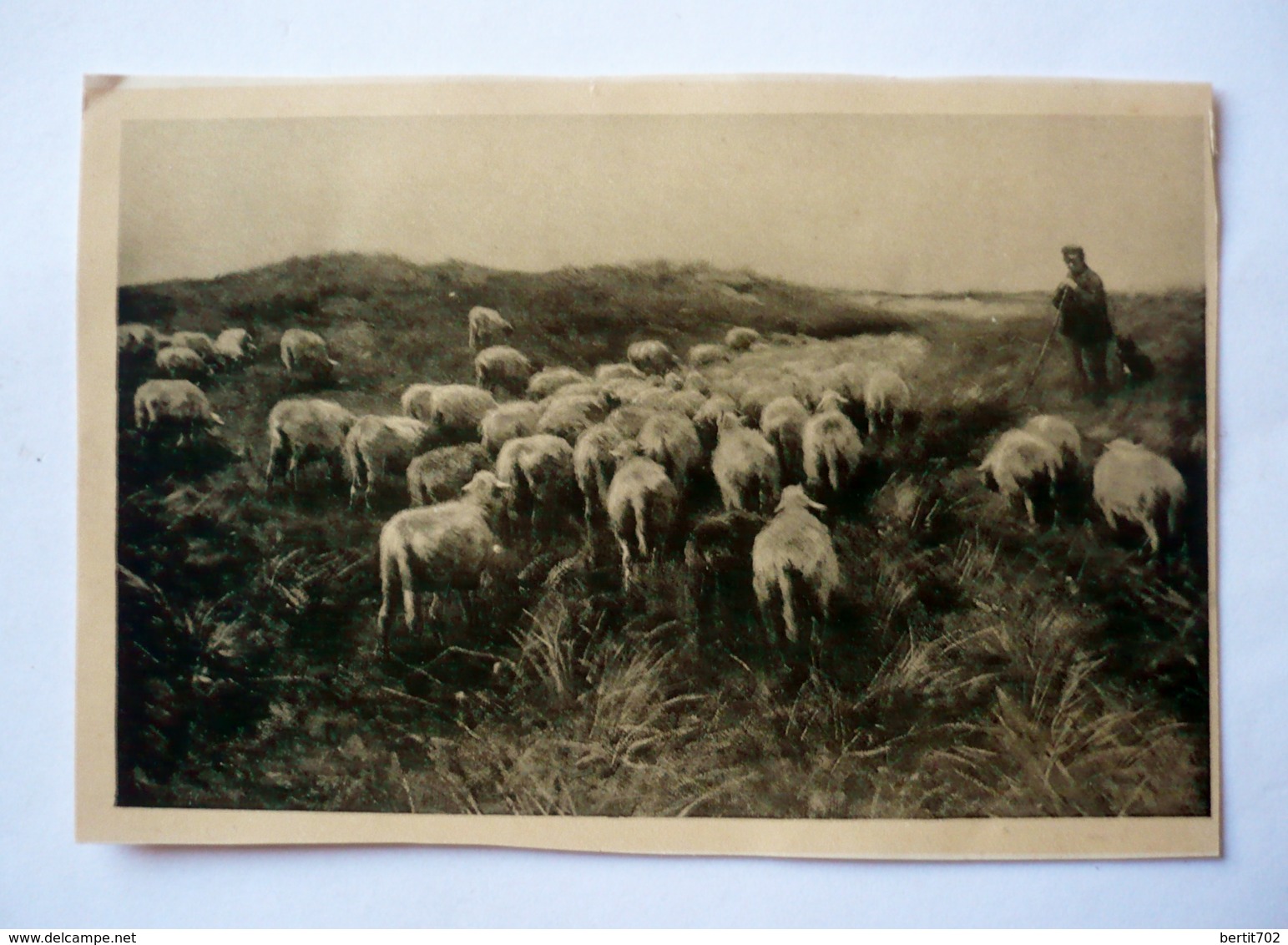 VAN HOUTEN'S CACAO - Image Découpée ? ...(voir Verso) - Moutons Et Berger - Van Houten