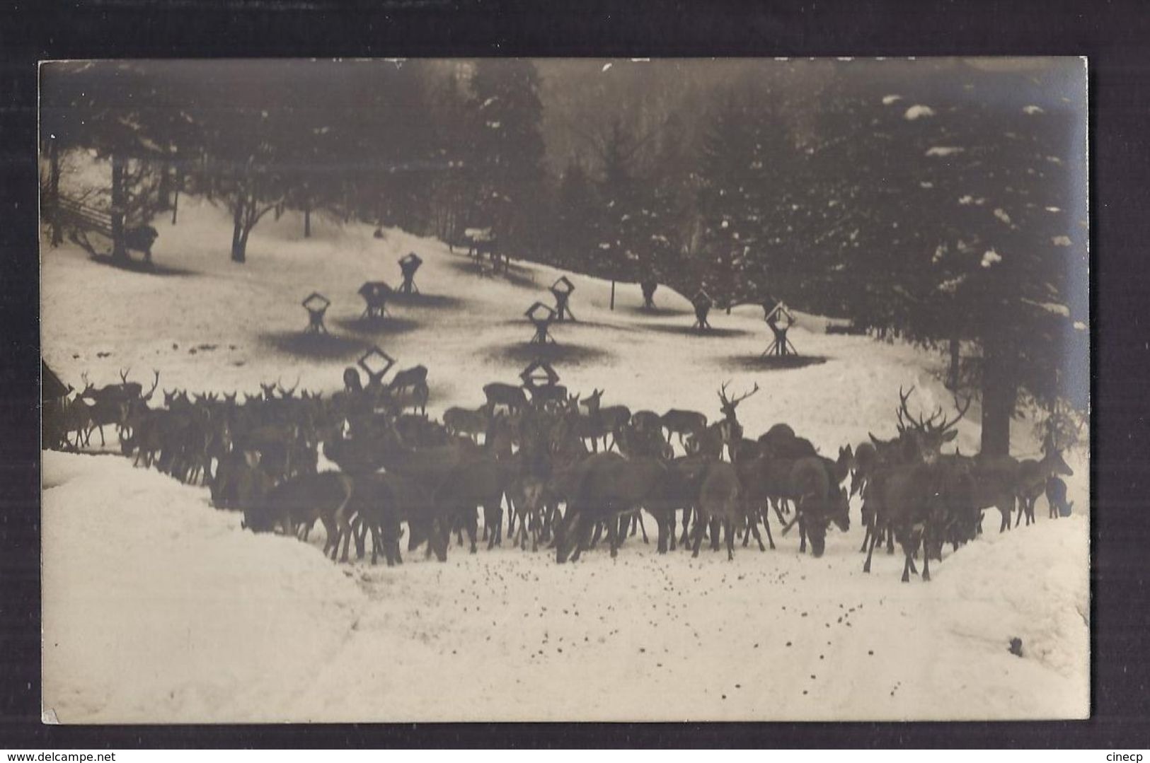 CPA PHOTO AUTRICHE - WEYER Ou Ses Environs - TB PLAN Troupeau De Biches Et De Cerfs En CP Photographique Sous La Neige - Weyer