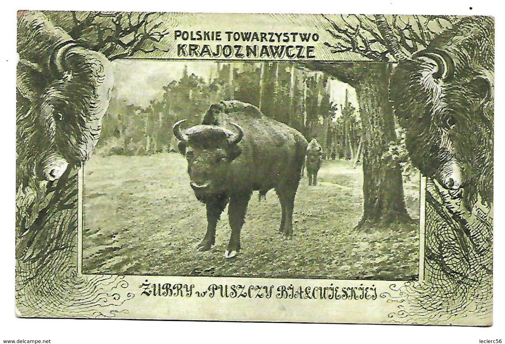 BISONS - POLSKIE TOWARZYSTWO KRAJOZNAWCZE ZUBRY PUSZCZY BJALCUJESKIEJ 1921 CPA 2 SCANS - Poland