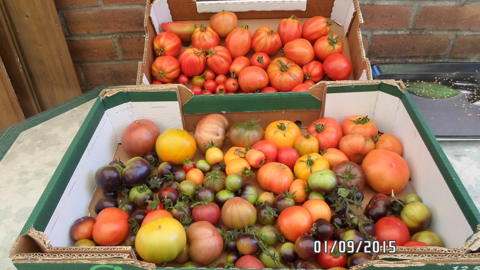 Semence Potagère : + De 10 Variétés De Graines De Tomates Et Piment - Other & Unclassified