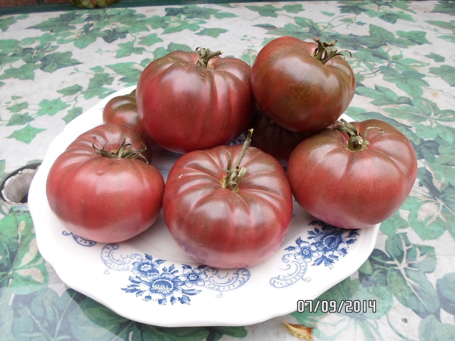 Semence Potagère : + De 10 Variétés De Graines De Tomates Et Piment - Other & Unclassified