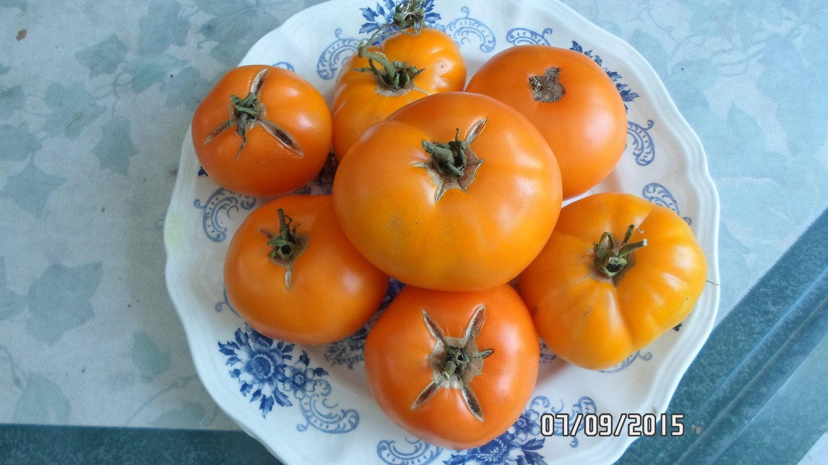 Semence Potagère : + De 10 Variétés De Graines De Tomates Et Piment - Other & Unclassified