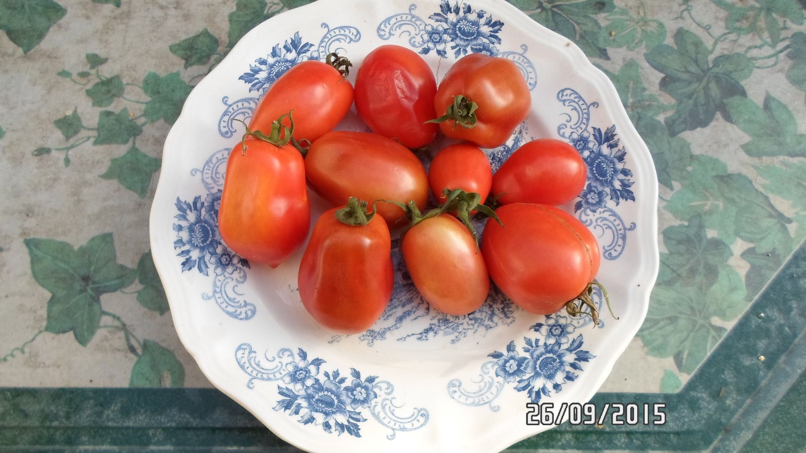 Semence potagère : + de 10 variétés de graines de tomates et piment