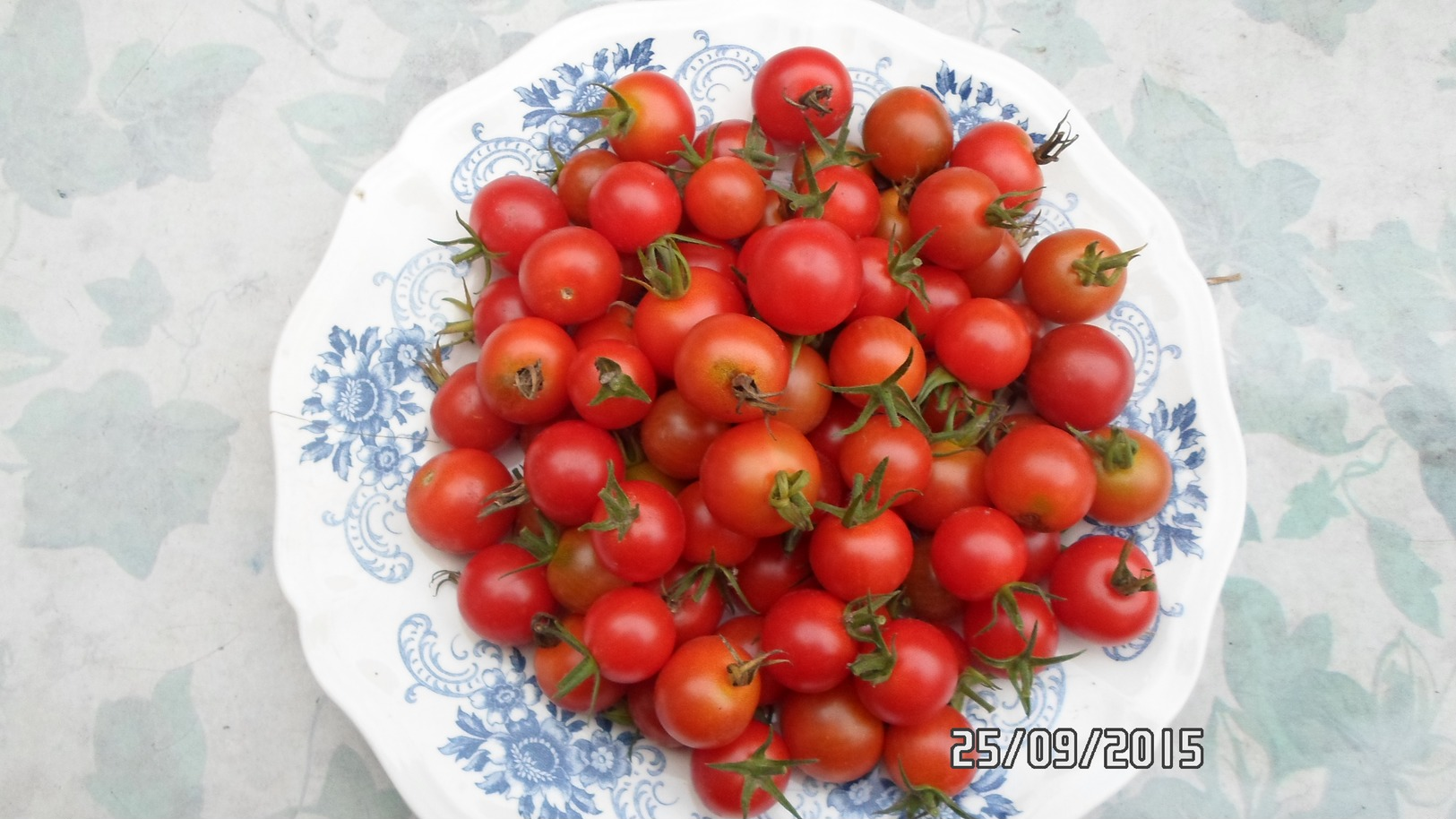 Semence potagère : + de 10 variétés de graines de tomates et piment