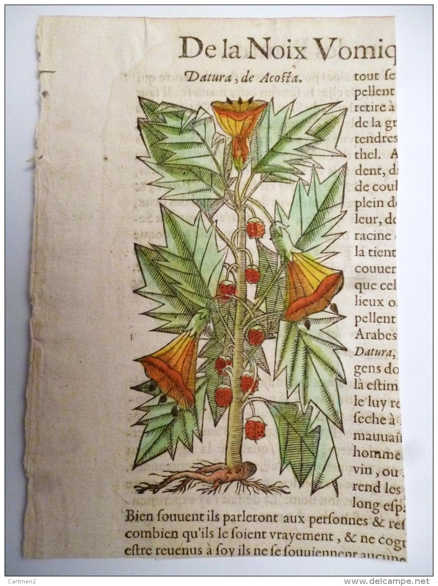 BELLE GRAVURE SUR BOIS TIREE DU LIVRE HISTOIRE DES PLANTES DATURA DE ACOSTA BOTANIQUE FLEURS - Ante 18imo Secolo