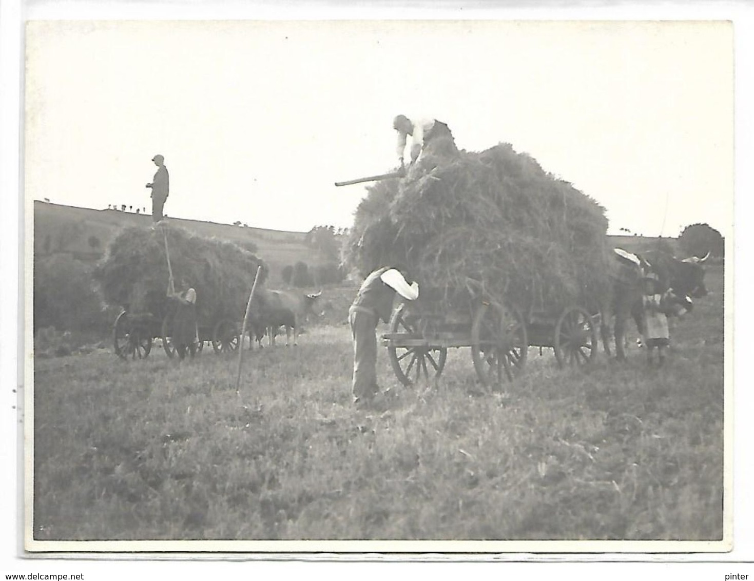 AGRICULTURE - Scène De Moisson - Cultures