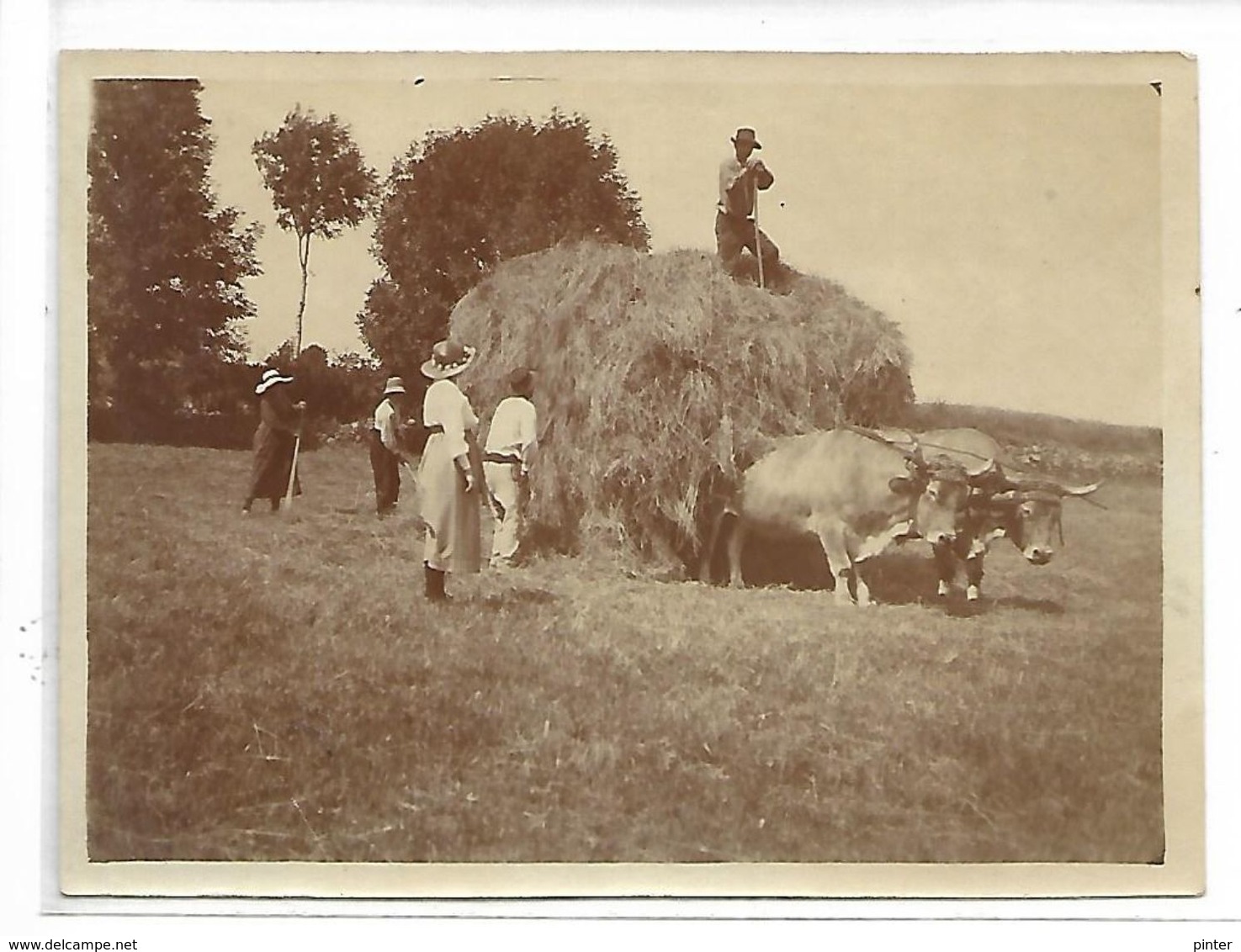 AGRICULTURE - Scène De Moisson Juillet 1920 - Landbouw