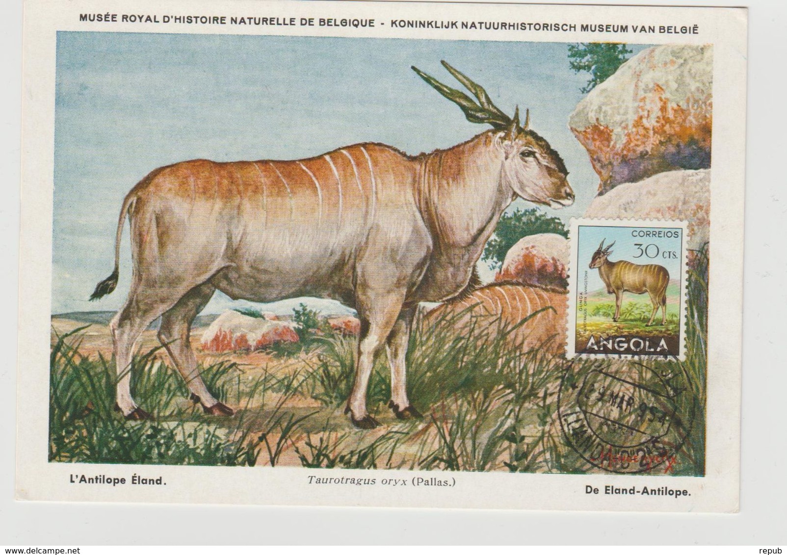 Carte Maximum Antilope - Angola