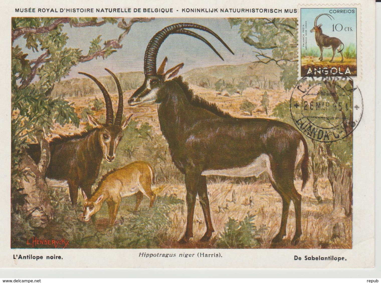 Carte Maximum Antilope - Angola
